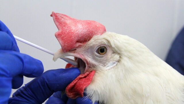 Unmasking the Great Avian Influenza Scam
