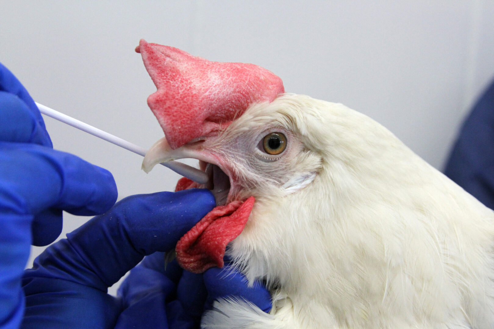 Unmasking the Great Avian Influenza Scam