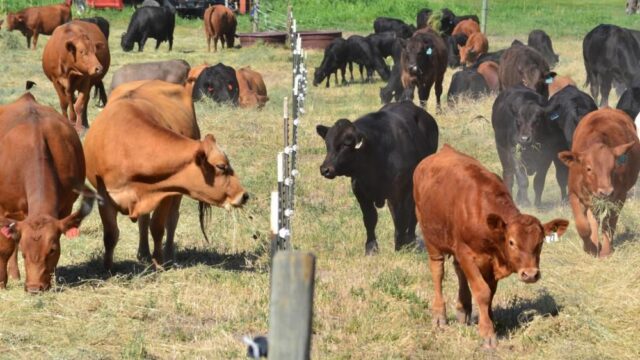 ‘Herds Gutted’: Historically Low U.S. Cattle Inventory Drives Beef Prices to New Highs 