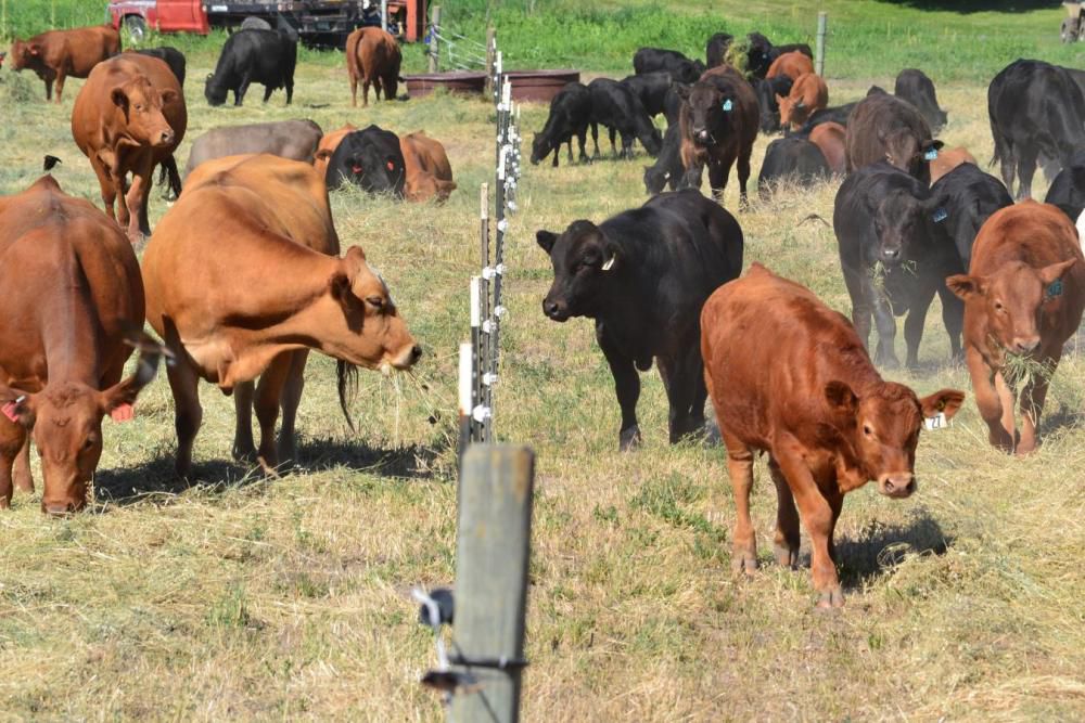 ‘Herds Gutted’: Historically Low U.S. Cattle Inventory Drives Beef Prices to New Highs 