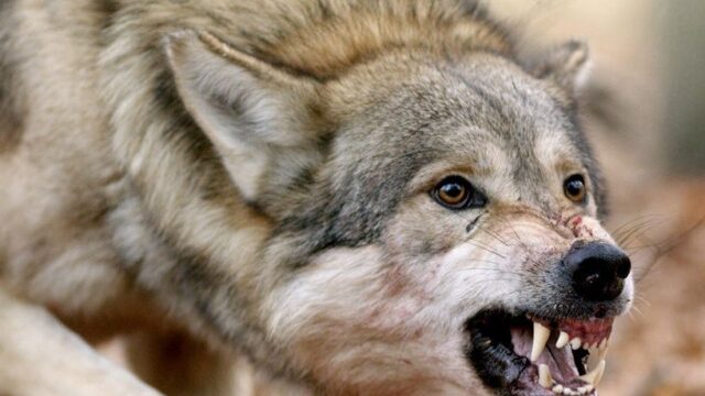 Making Europe a Wilder Place