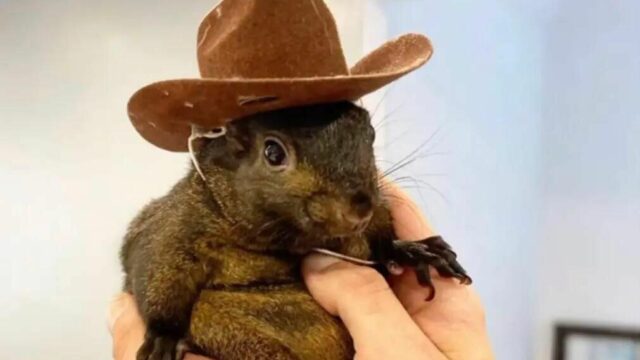 P’Nut the Squirrel’s Owners Sue New York for $10 Million After Raid, Decapitation