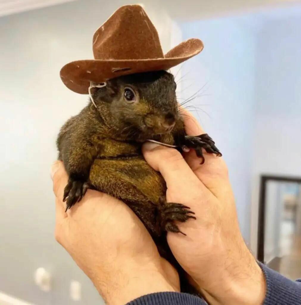 P’Nut the Squirrel’s Owners Sue New York for $10 Million After Raid, Decapitation