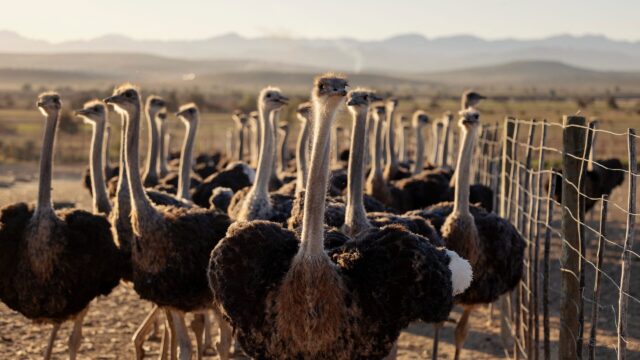 Orwell Watch: The Great Canadian ‘Ostrich Cull’