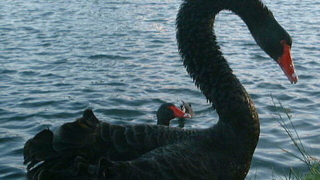 Is the Iran War the Black Swan Event That Will Finally Crash the Economy?