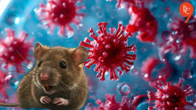 Is This Hantavirus a Bioweapon?