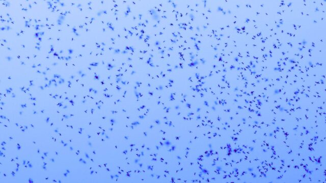 Florida Drops 800,000 Irradiated Mosquitoes from Drones Over Citizens